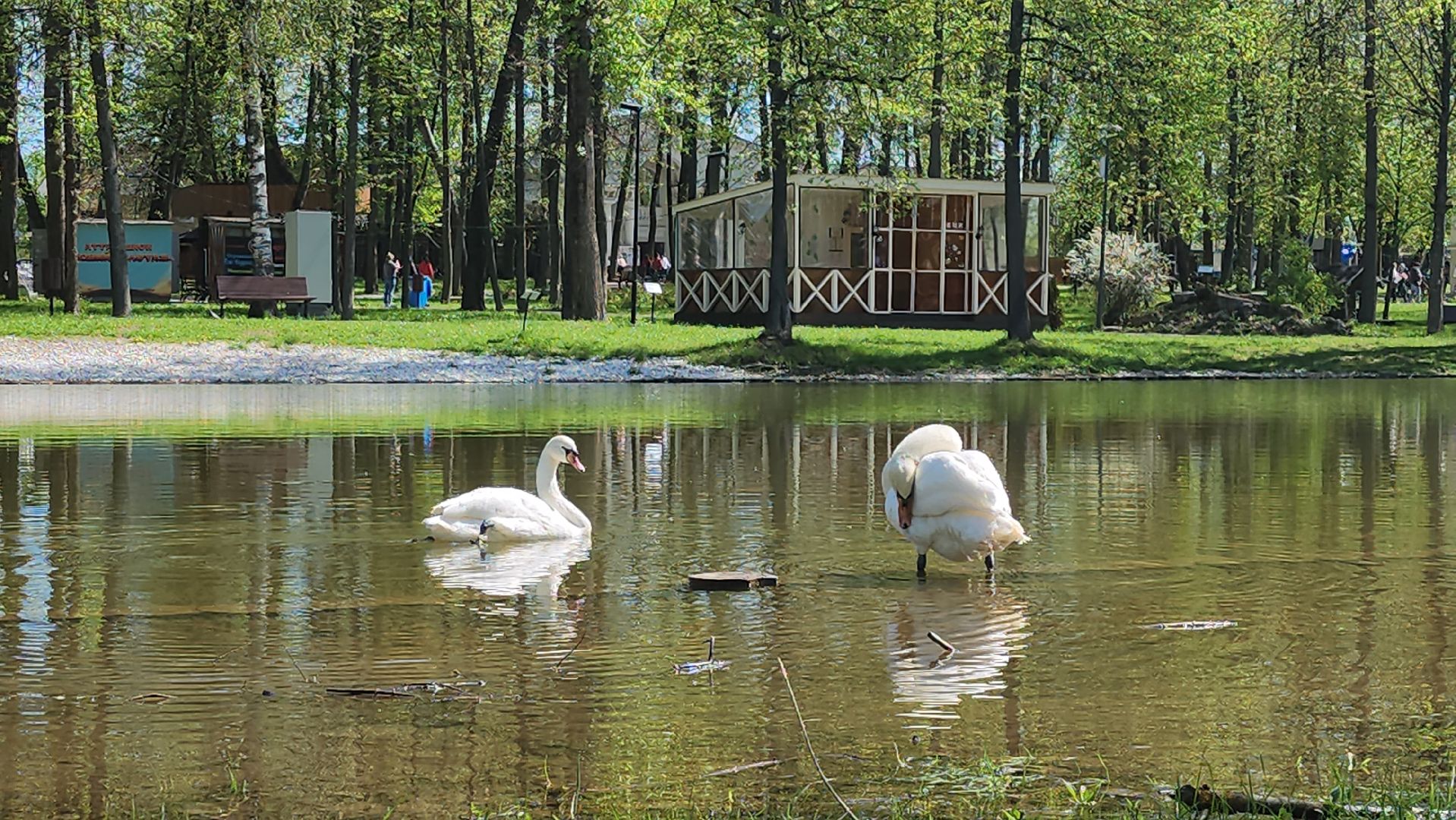 серпухов, подмосковье, лебеди, парк имени олега степанова,