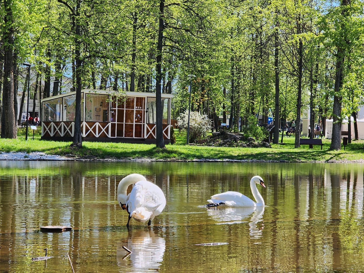 серпухов, подмосковье, лебеди, парк имени олега степанова,