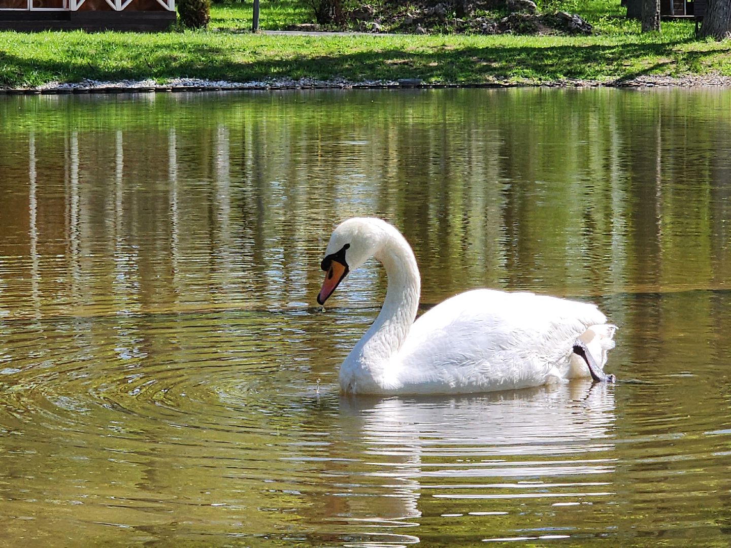серпухов, подмосковье, лебеди, парк имени олега степанова,