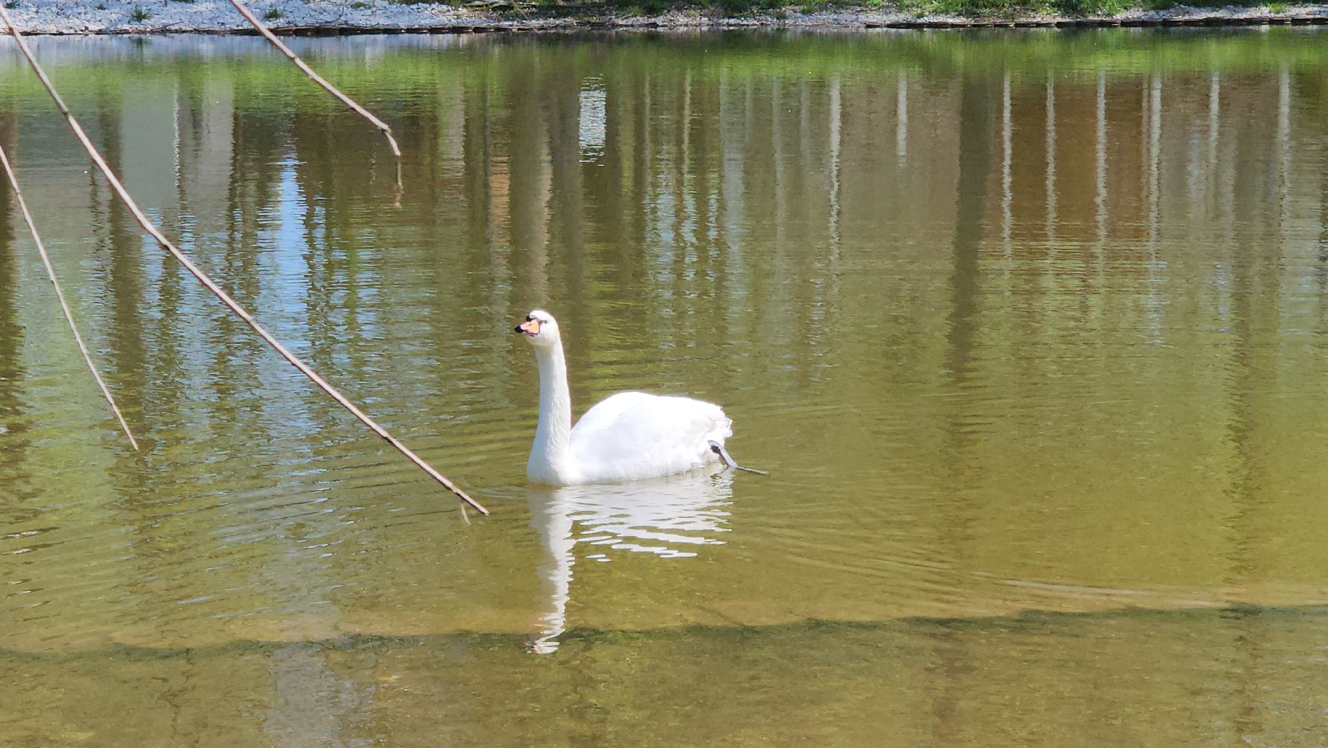серпухов, подмосковье, лебеди, парк имени олега степанова,