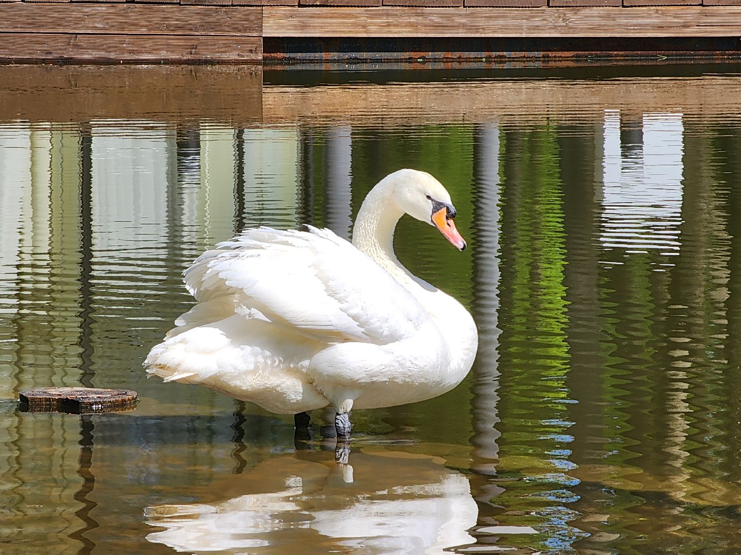 серпухов, подмосковье, лебеди, парк имени олега степанова,