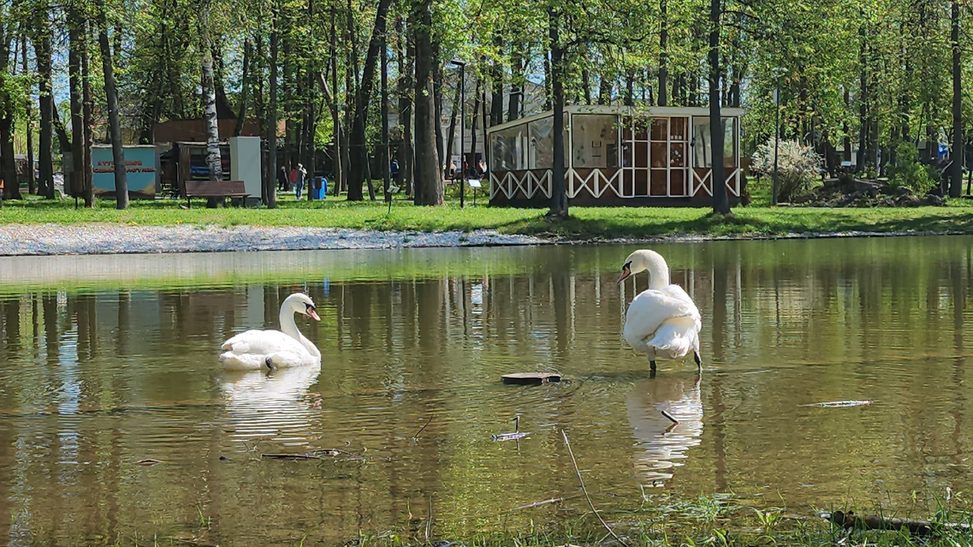 серпухов, подмосковье, лебеди, парк имени олега степанова,