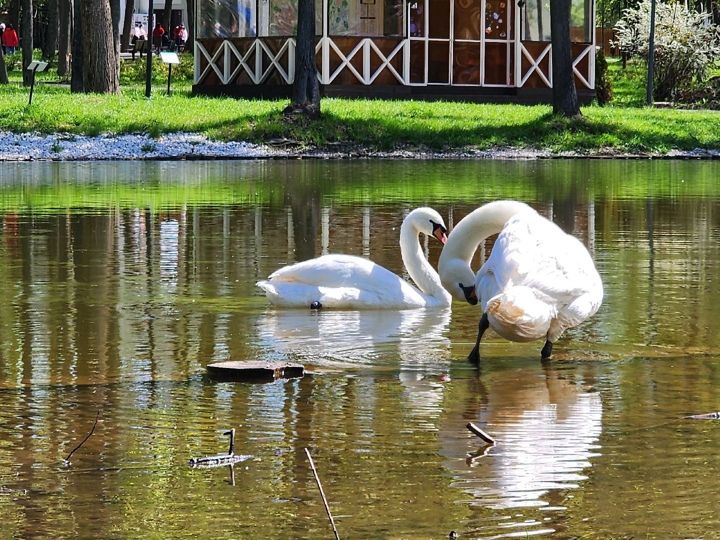 серпухов, подмосковье, лебеди, парк имени олега степанова,