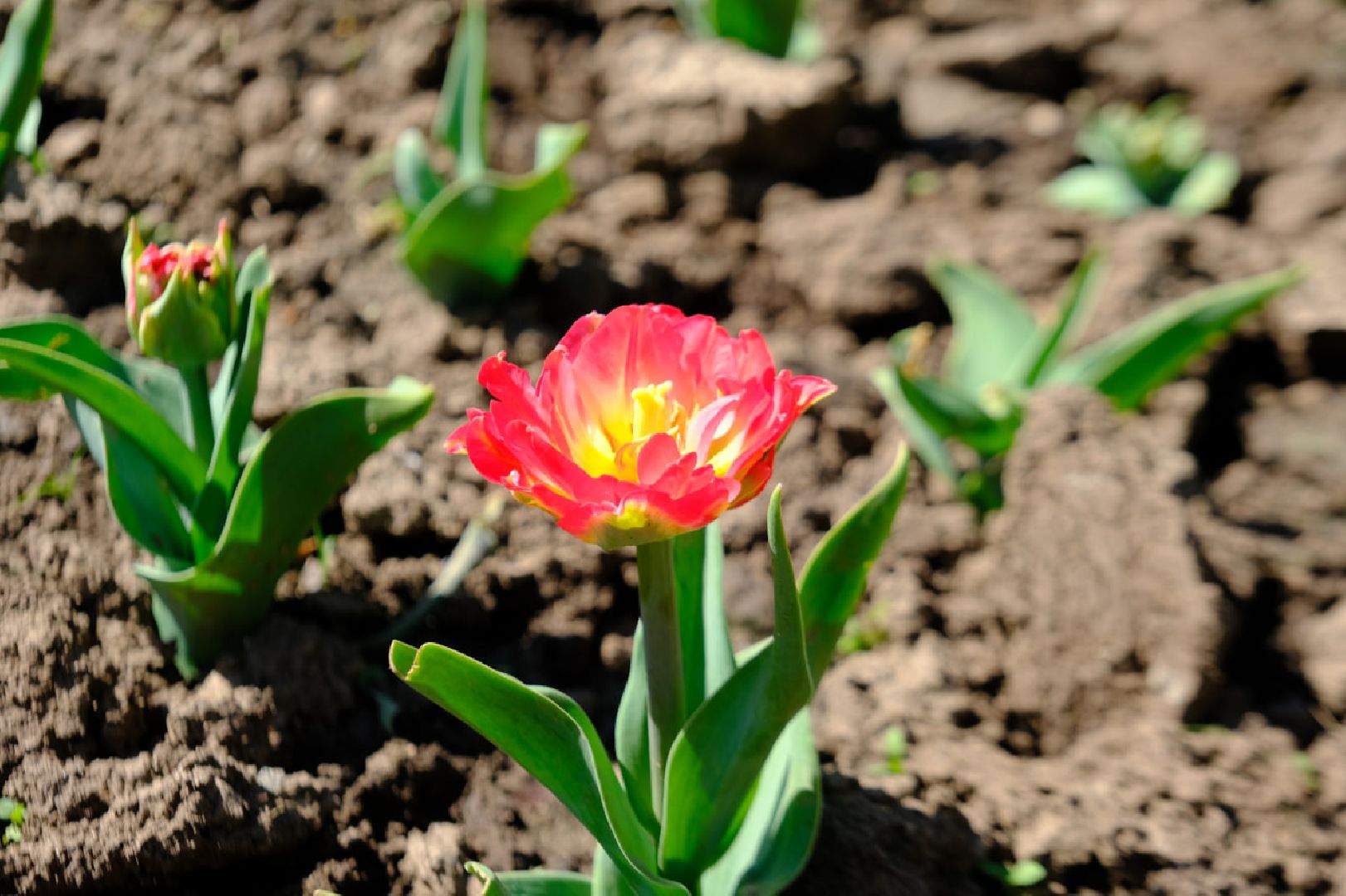 Пущино, благоустойство, серпухов,