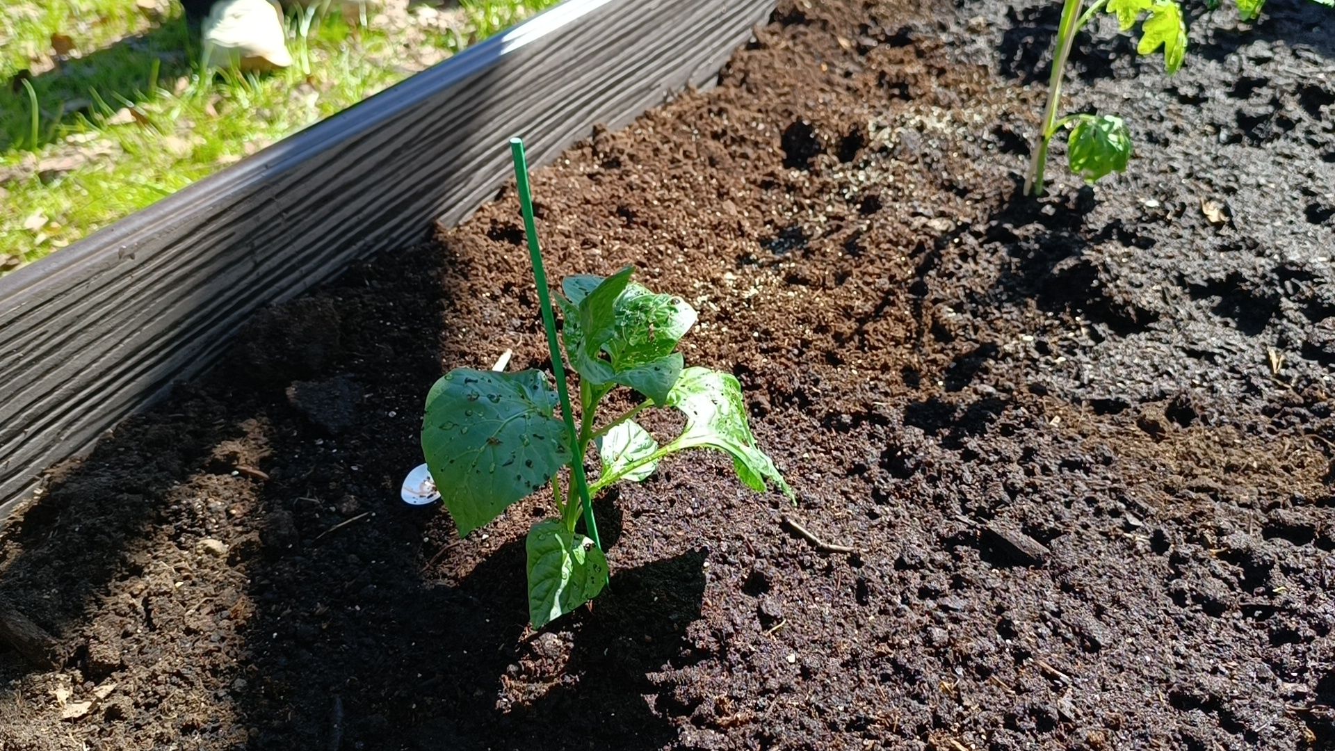 парк, огород, лобня,