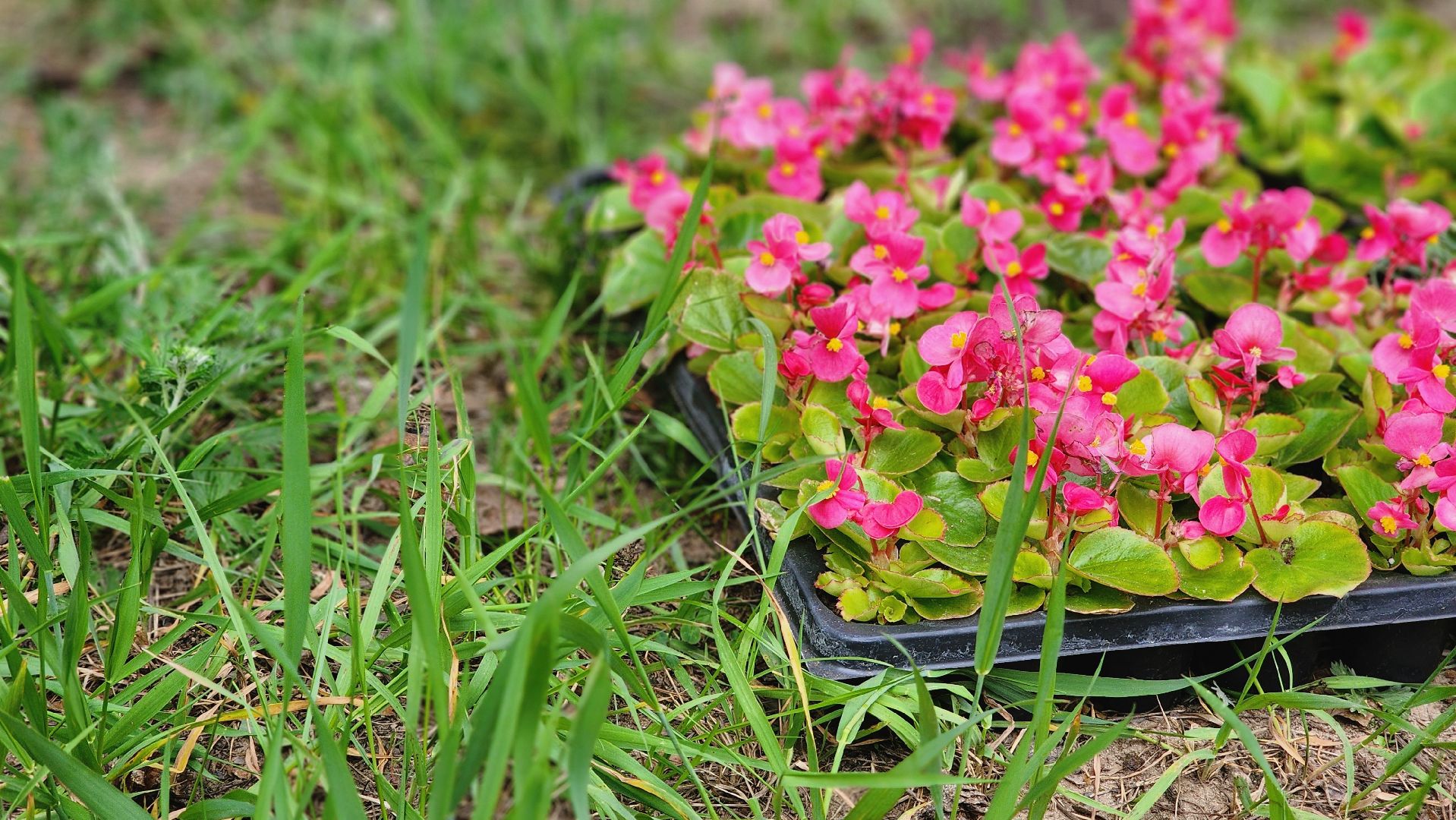 протвино, рубеж обороны, цветы, подготовка к Дню Победы, благоустройство,