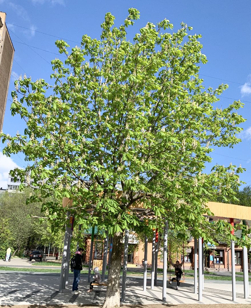 Балашиха, Подмосковье, Благоустройство, бульвар цветов, каштаны,