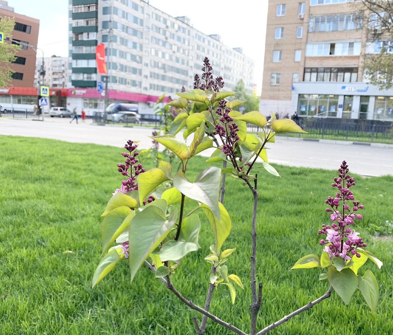 Балашиха, Подмосковье, Благоустройство, бульвар цветов, каштаны,