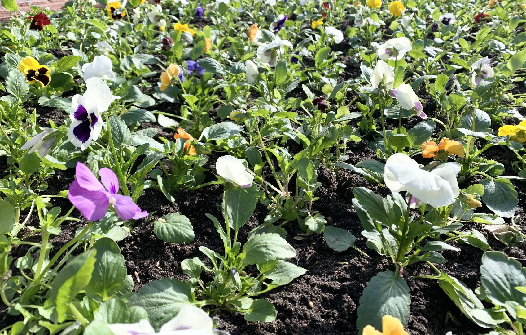 Балашиха, Подмосковье, Благоустройство, бульвар цветов, каштаны,