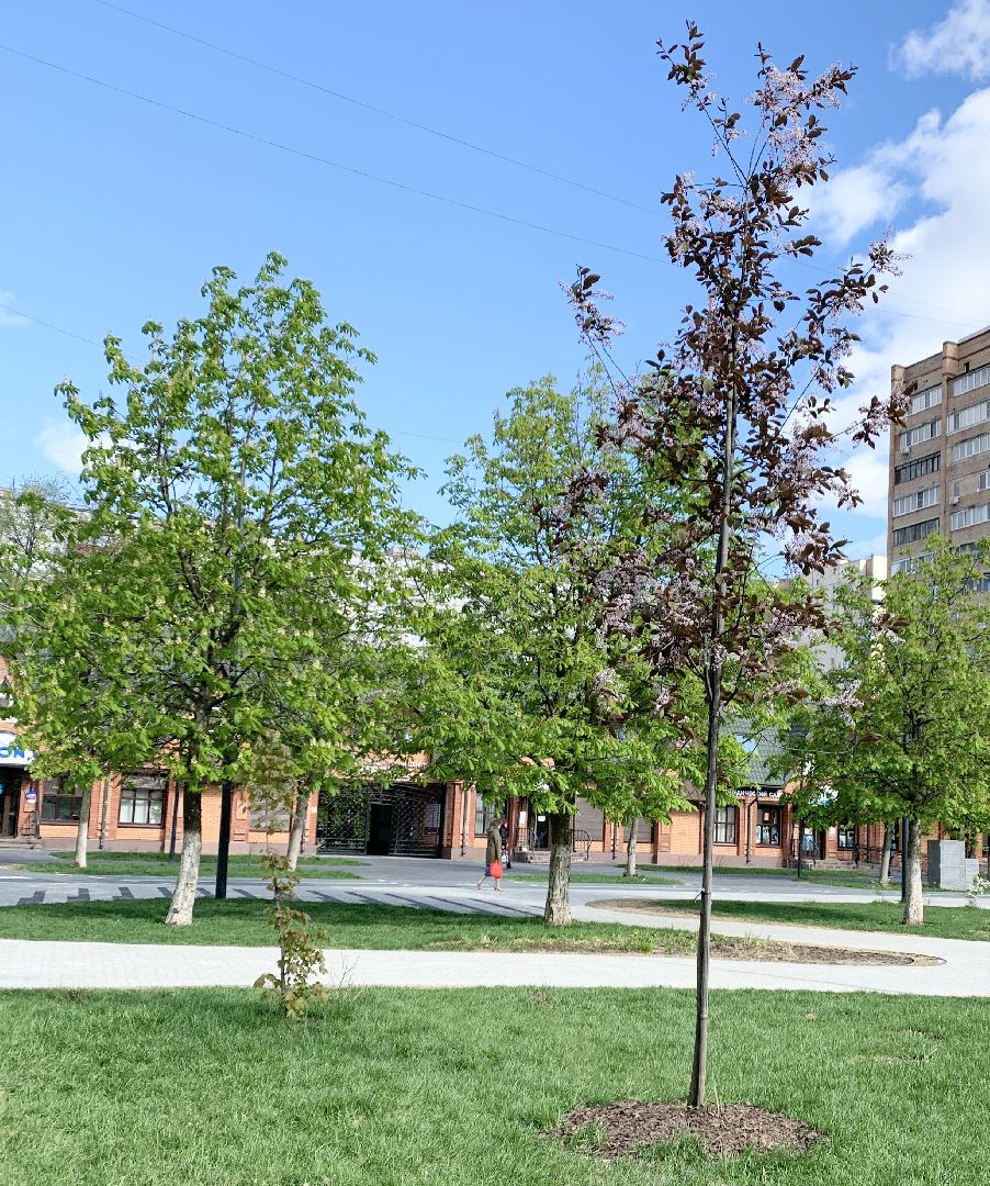 Балашиха, Подмосковье, Благоустройство, бульвар цветов, каштаны,