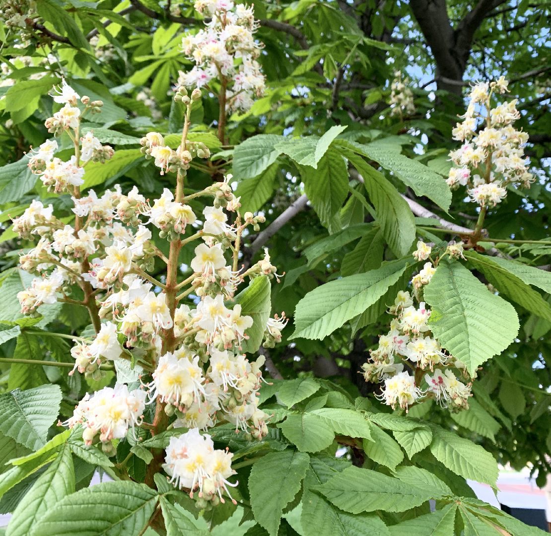 Балашиха, Подмосковье, Благоустройство, бульвар цветов, каштаны,