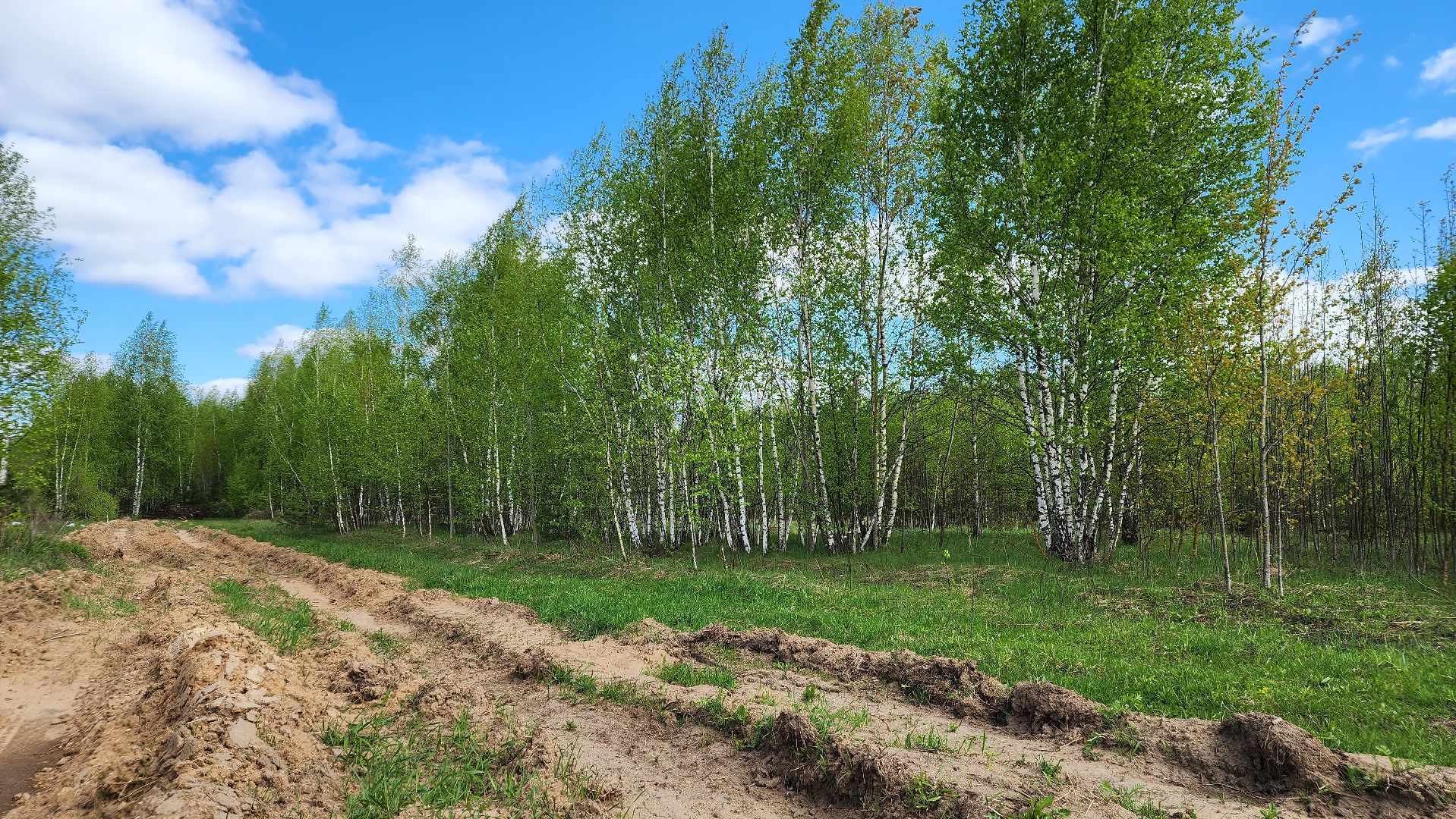 лес, пожарная безопасность, пожароопасный сезон, Лосино-Петровский,