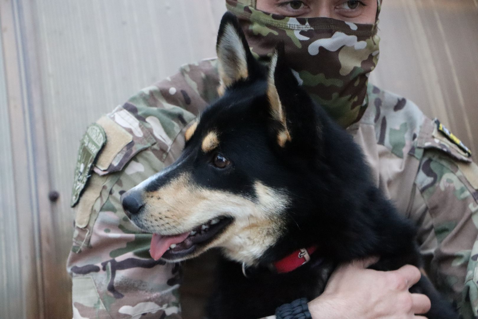 СВО, Ника, Метиска Ника, боец СВО, БАРАДА, Серебряные Пруды, собака дождалась бойца,