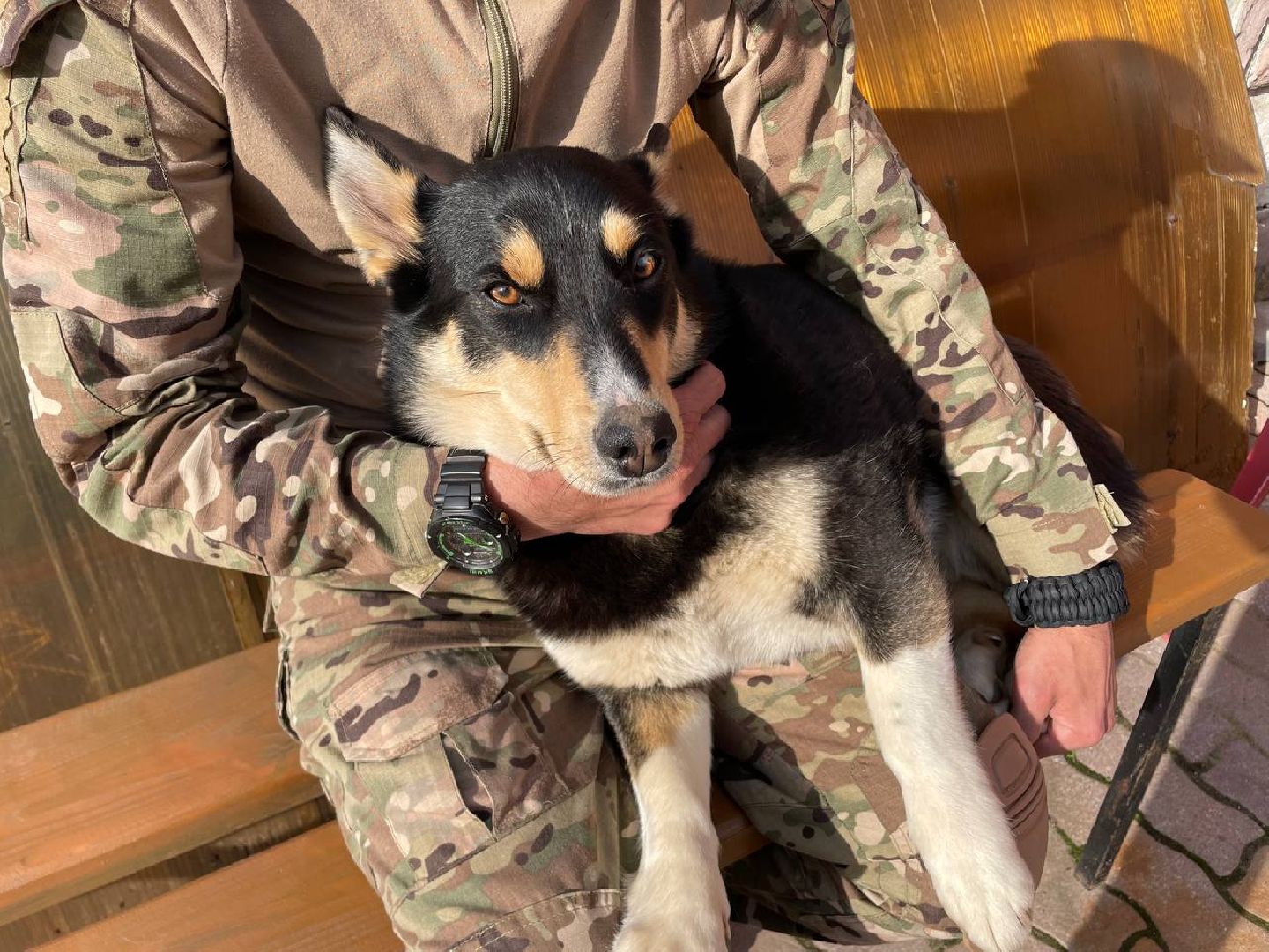 СВО, Ника, Метиска Ника, боец СВО, БАРАДА, Серебряные Пруды, собака дождалась бойца,