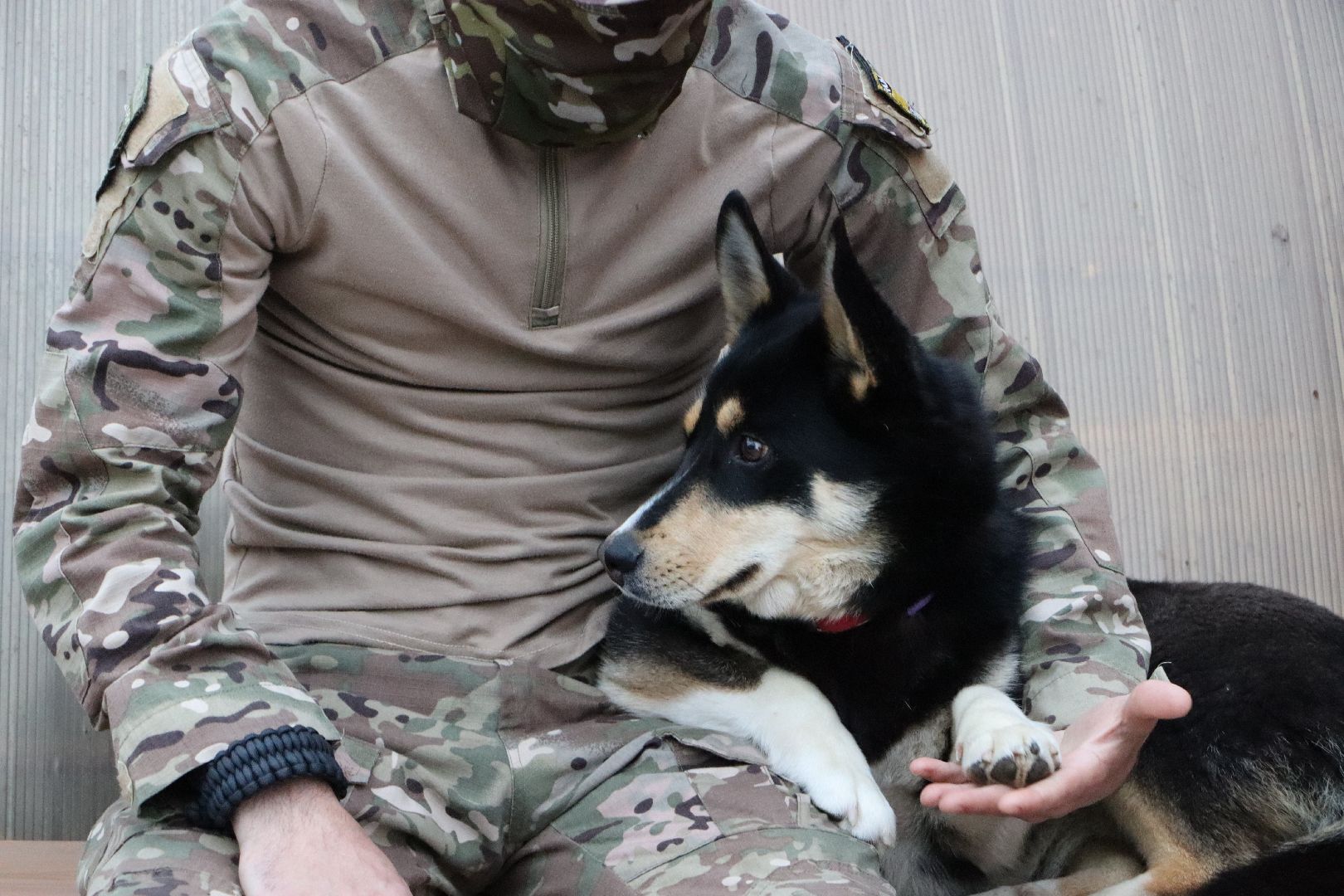 СВО, Ника, Метиска Ника, боец СВО, БАРАДА, Серебряные Пруды, собака дождалась бойца,