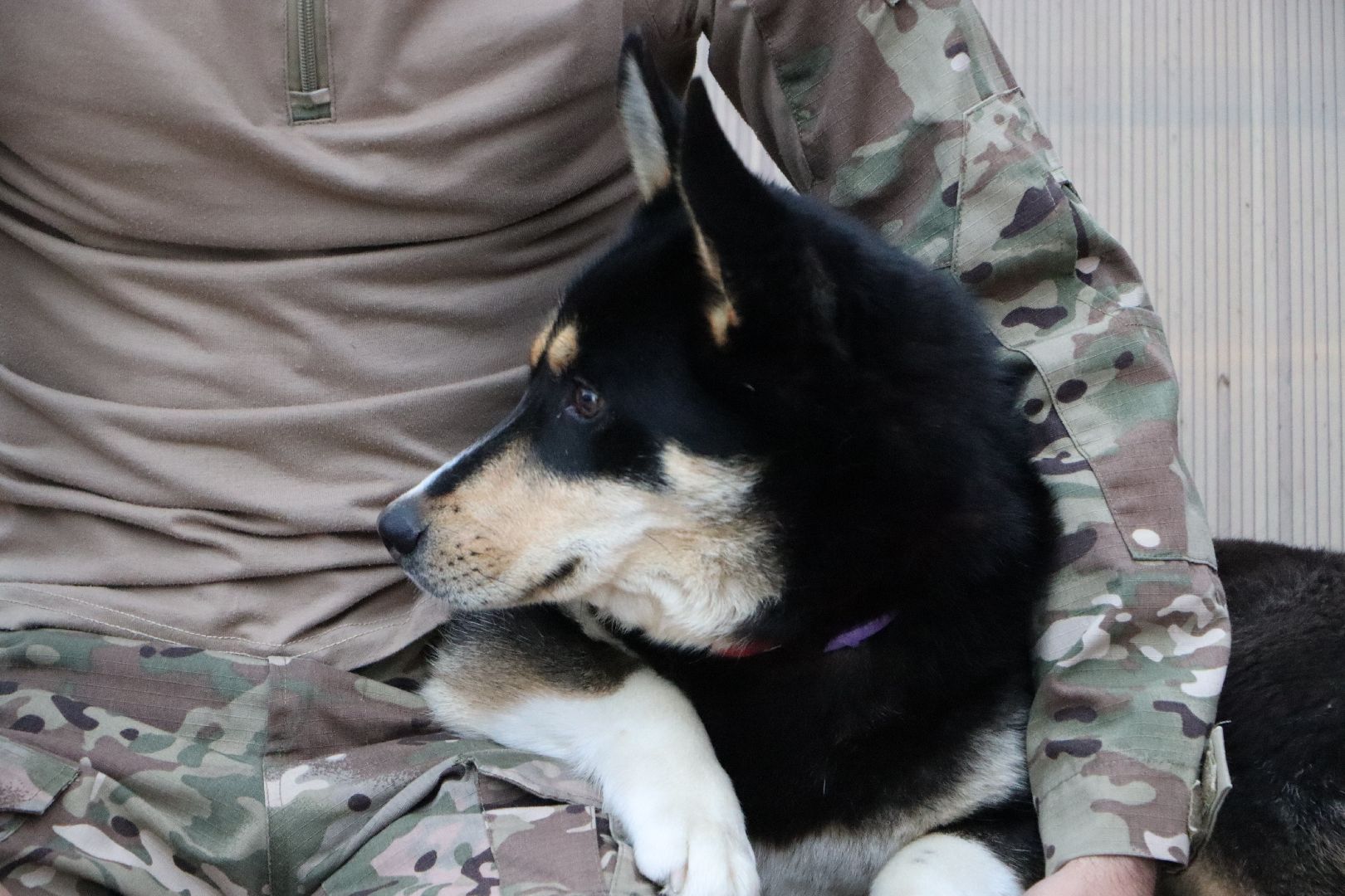 СВО, Ника, Метиска Ника, боец СВО, БАРАДА, Серебряные Пруды, собака дождалась бойца,