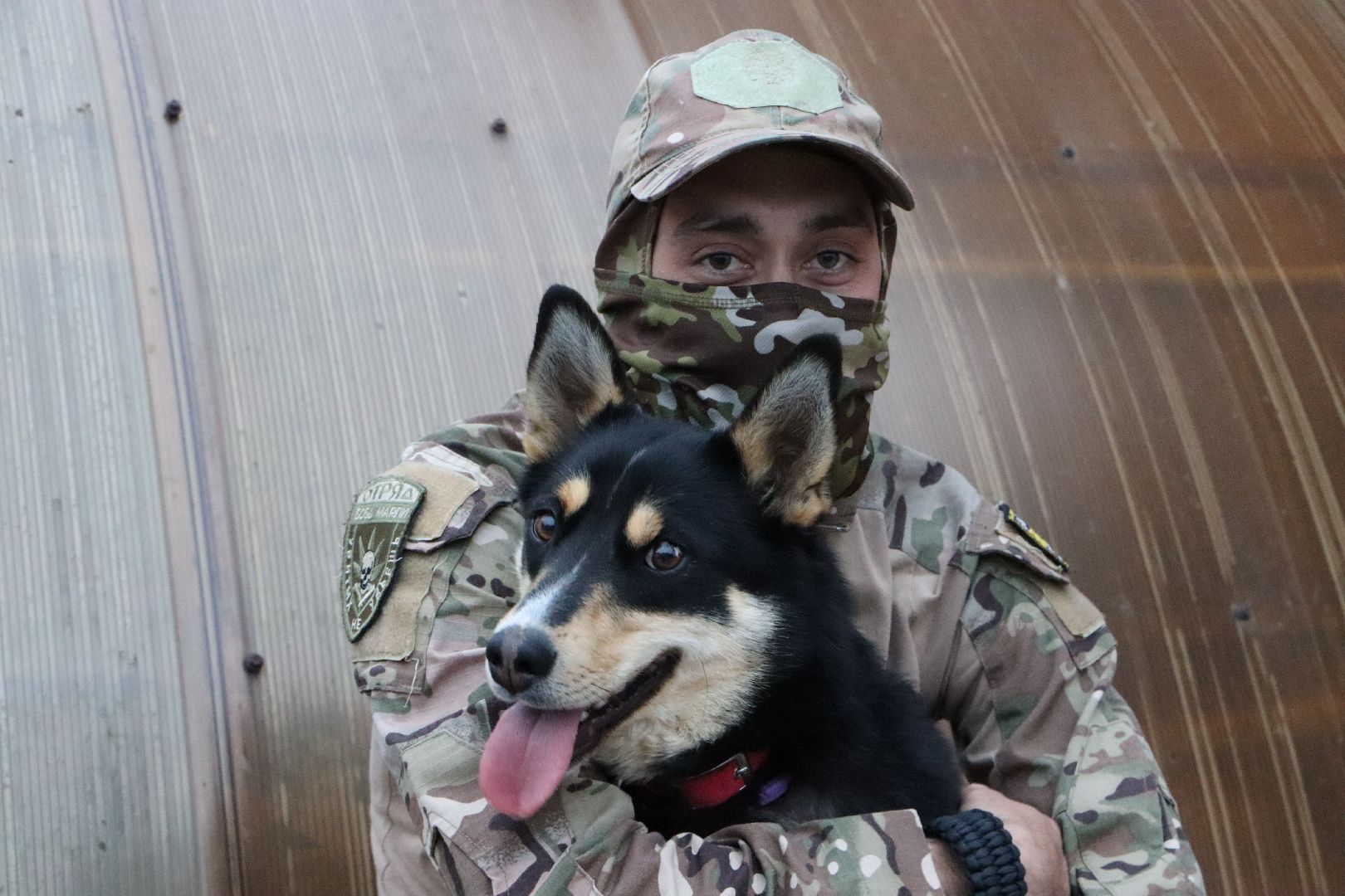 СВО, Ника, Метиска Ника, боец СВО, БАРАДА, Серебряные Пруды, собака дождалась бойца,