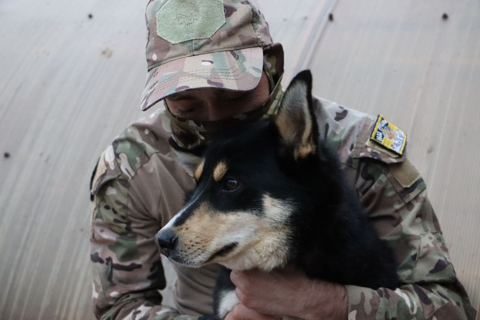 СВО, Ника, Метиска Ника, боец СВО, БАРАДА, Серебряные Пруды, собака дождалась бойца,