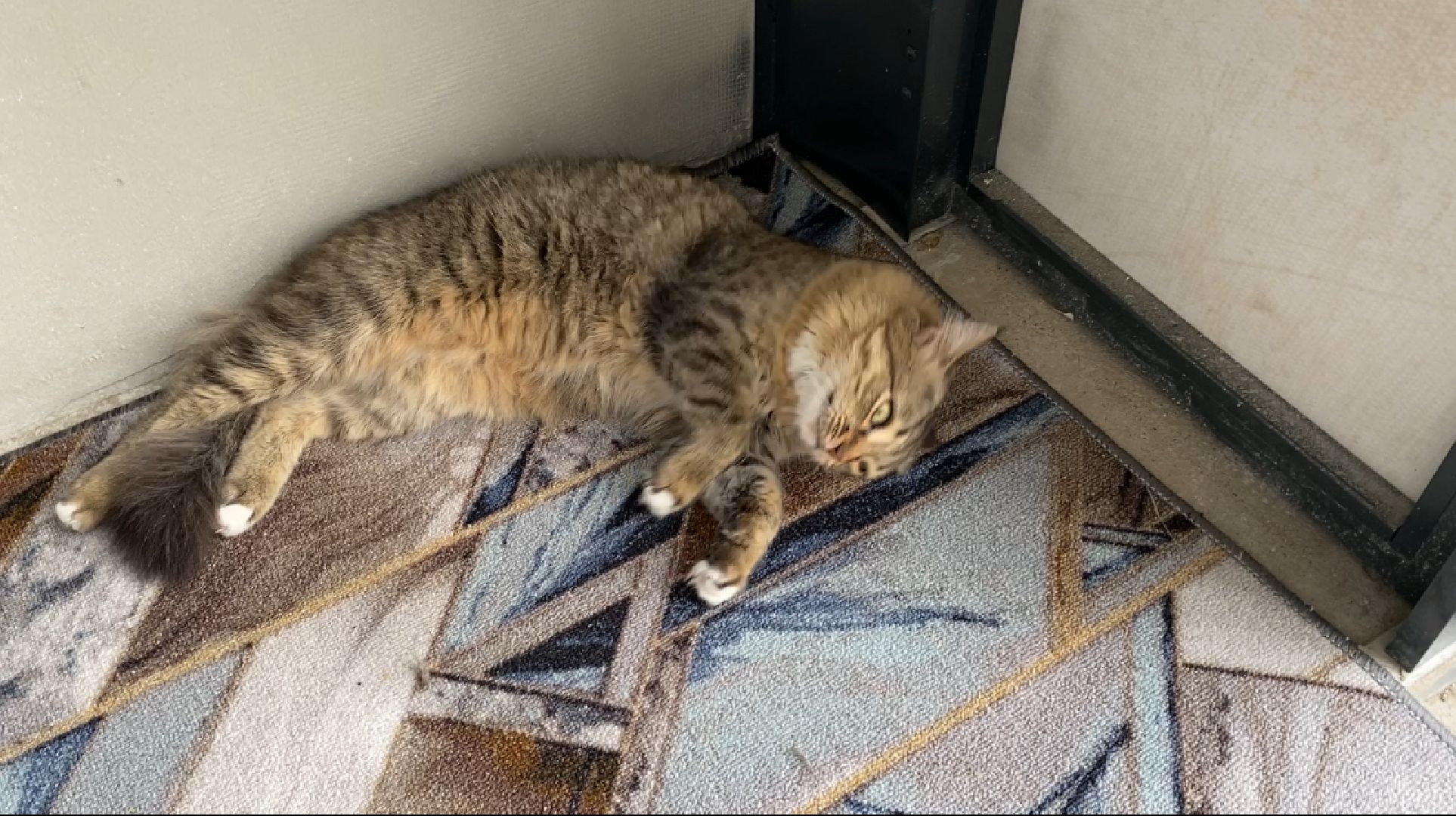 самолет образование», безвозмездная аренда жилья, ЖК Пригород Лесное, учителя подмосковья, жилье для учителей,