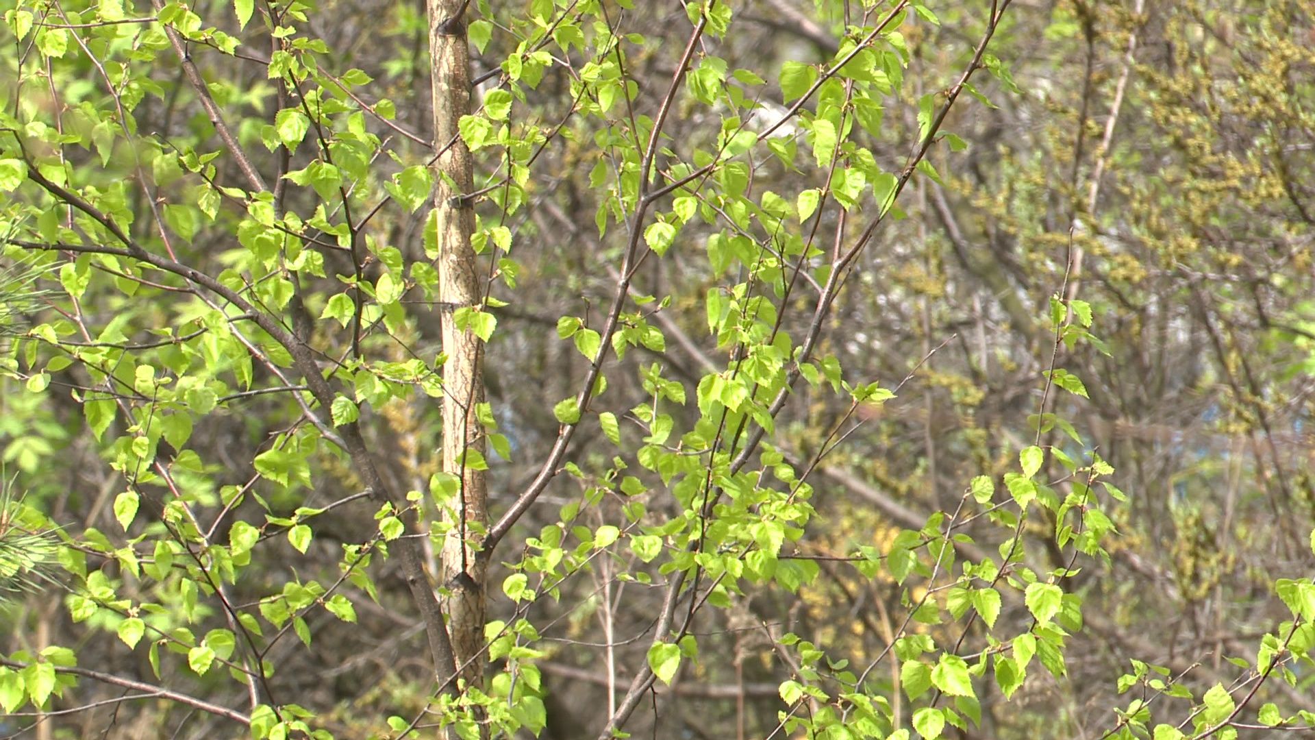 Реутов, площадка, выгул собак, четырехлапые, домашние питомцы,