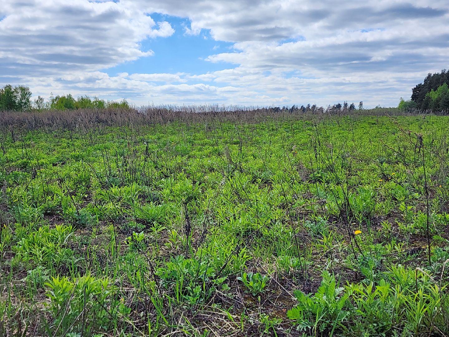пал травы, МЧС, пожароопасный сезон, Ногинк, Богородский городской округ,