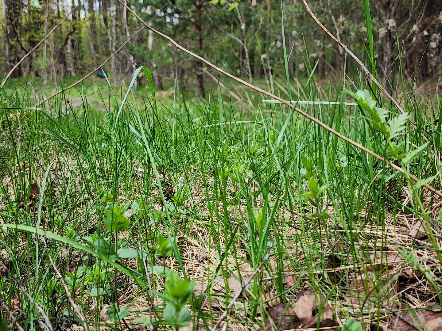 пал травы, МЧС, пожароопасный сезон, Ногинк, Богородский городской округ,