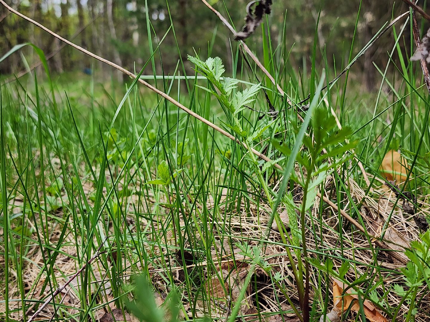 пал травы, МЧС, пожароопасный сезон, Ногинк, Богородский городской округ,