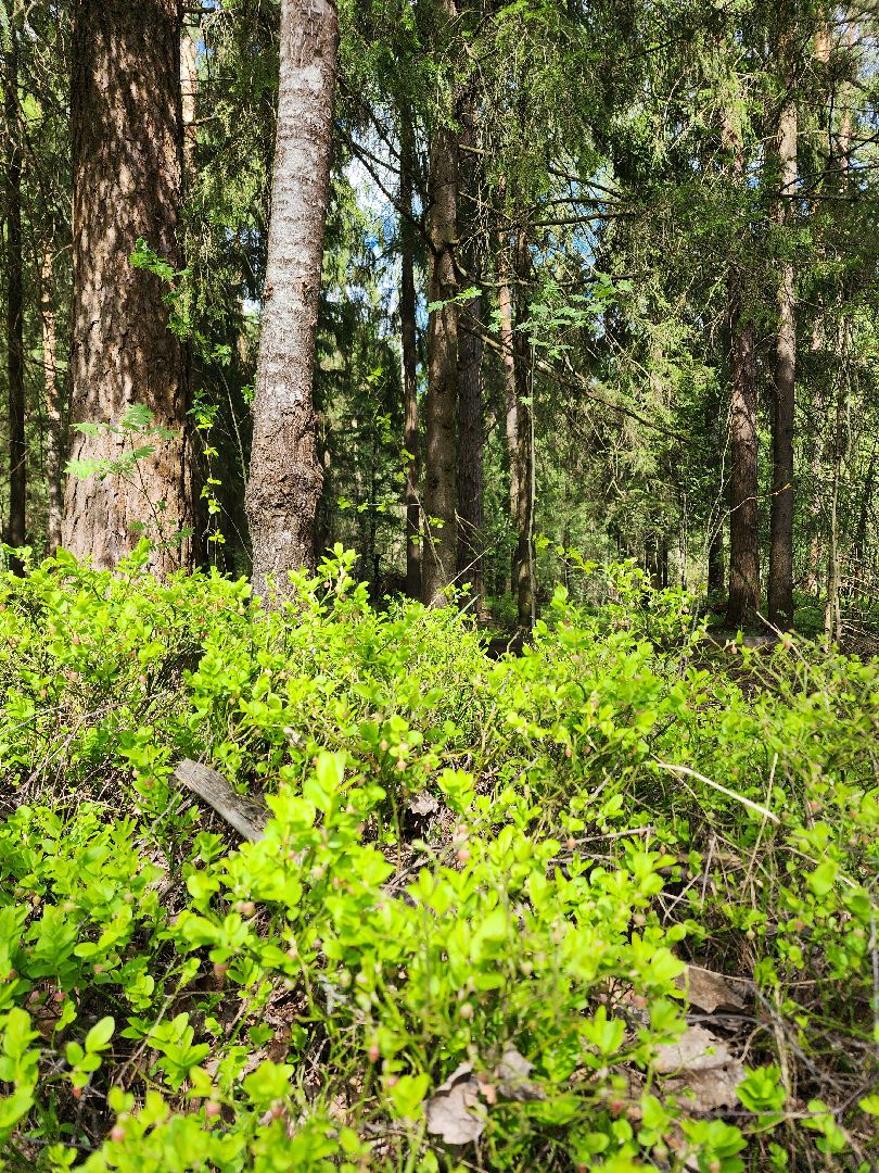 пожароопасный сезон, пикниковые зоны, разведение костров, Ногинск, Богородский городской округ,