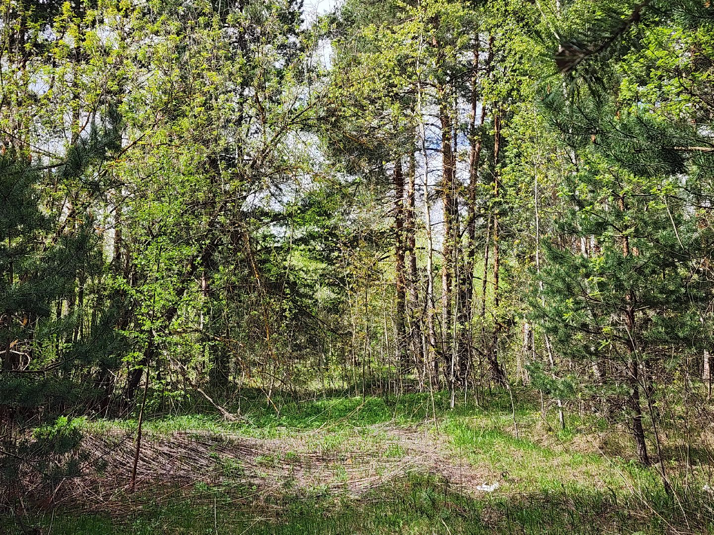 пожароопасный сезон, пикниковые зоны, разведение костров, Ногинск, Богородский городской округ,