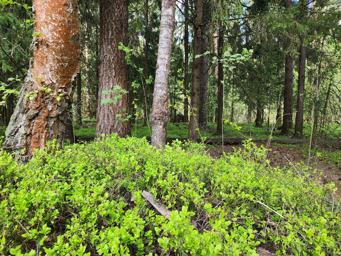 пожароопасный сезон, пикниковые зоны, разведение костров, Ногинск, Богородский городской округ,