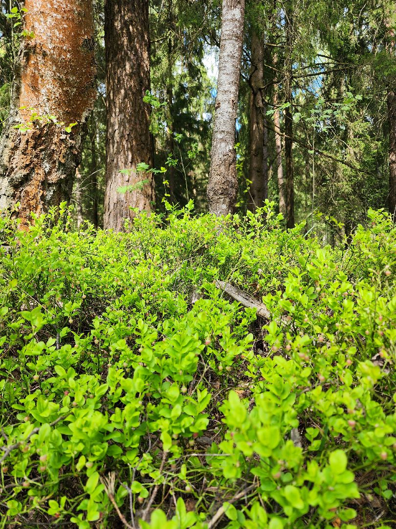 пожароопасный сезон, пикниковые зоны, разведение костров, Ногинск, Богородский городской округ,
