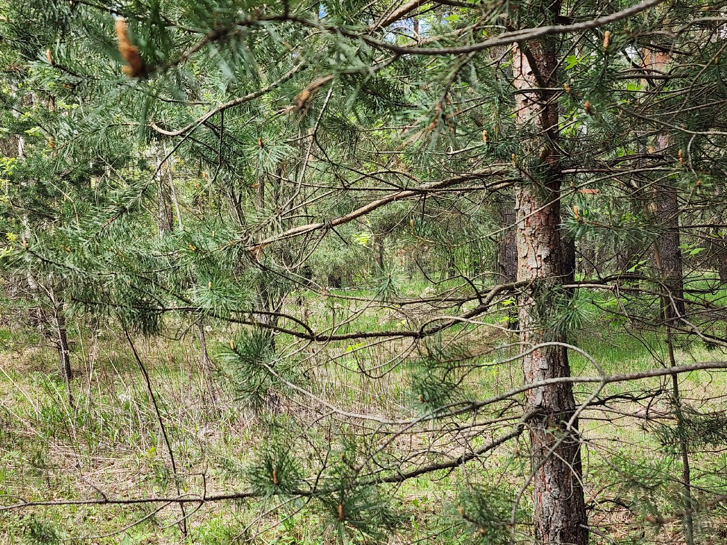 пожароопасный сезон, пикниковые зоны, разведение костров, Ногинск, Богородский городской округ,