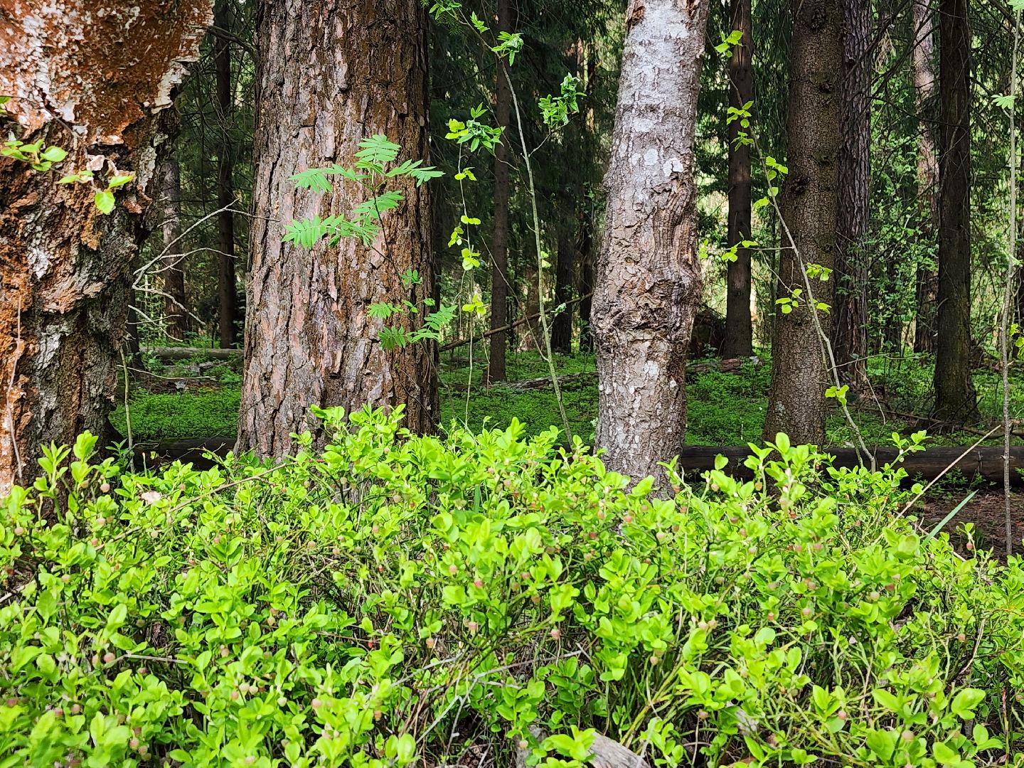 пожароопасный сезон, пикниковые зоны, разведение костров, Ногинск, Богородский городской округ,