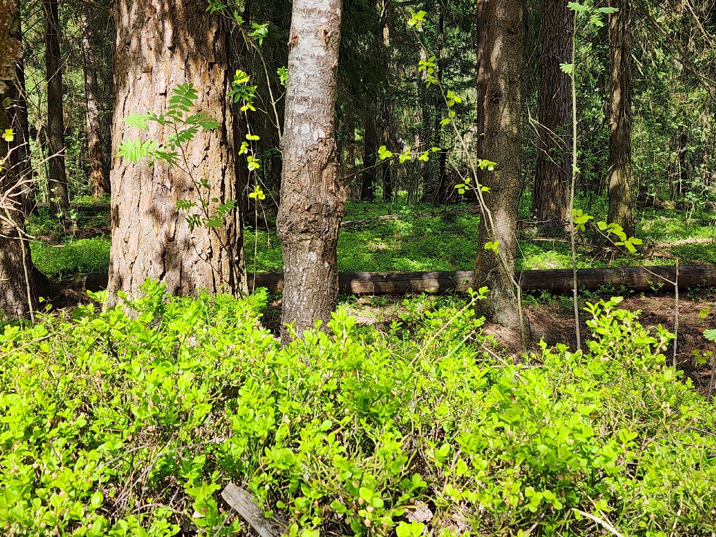 пожароопасный сезон, пикниковые зоны, разведение костров, Ногинск, Богородский городской округ,