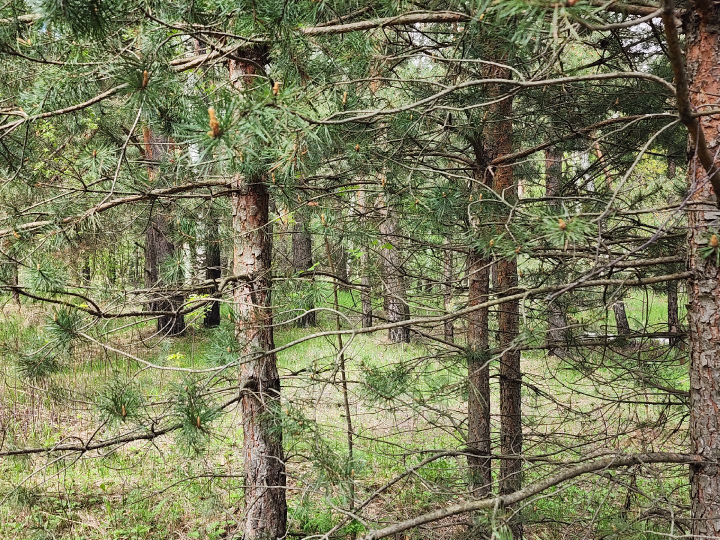 пожароопасный сезон, пикниковые зоны, разведение костров, Ногинск, Богородский городской округ,