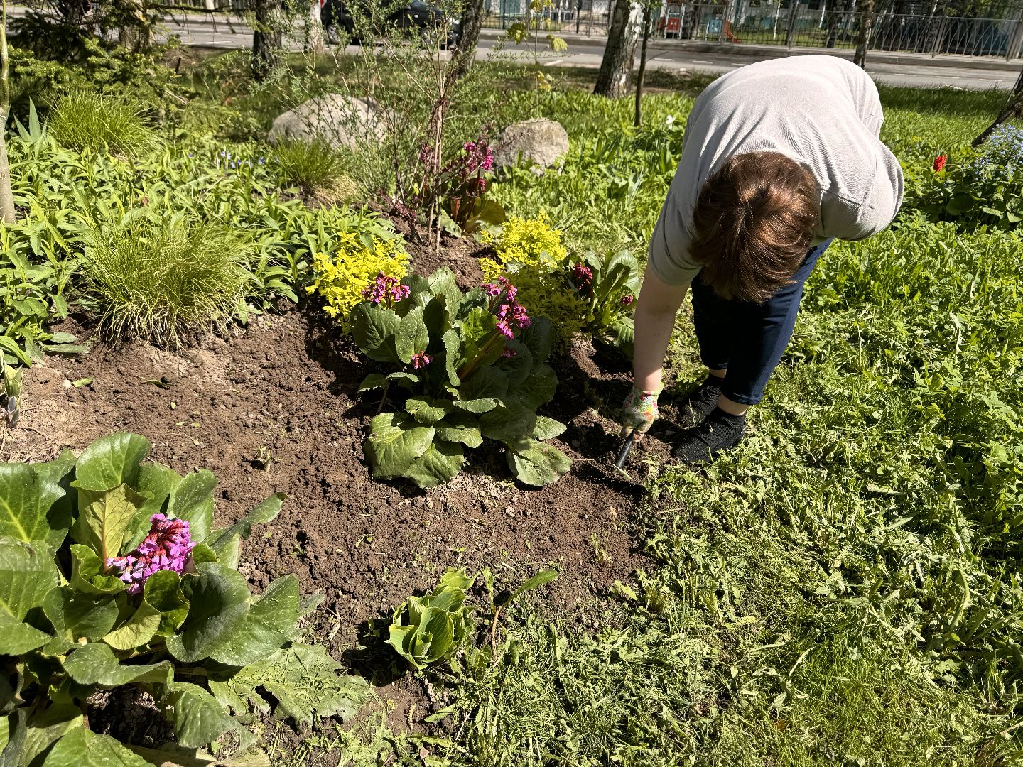 шаховская, клумбы, коммунальная служба, цветы, первоцветы,