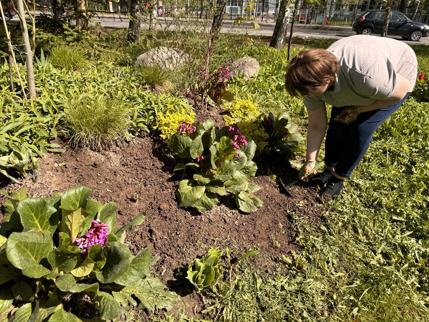 шаховская, клумбы, коммунальная служба, цветы, первоцветы,