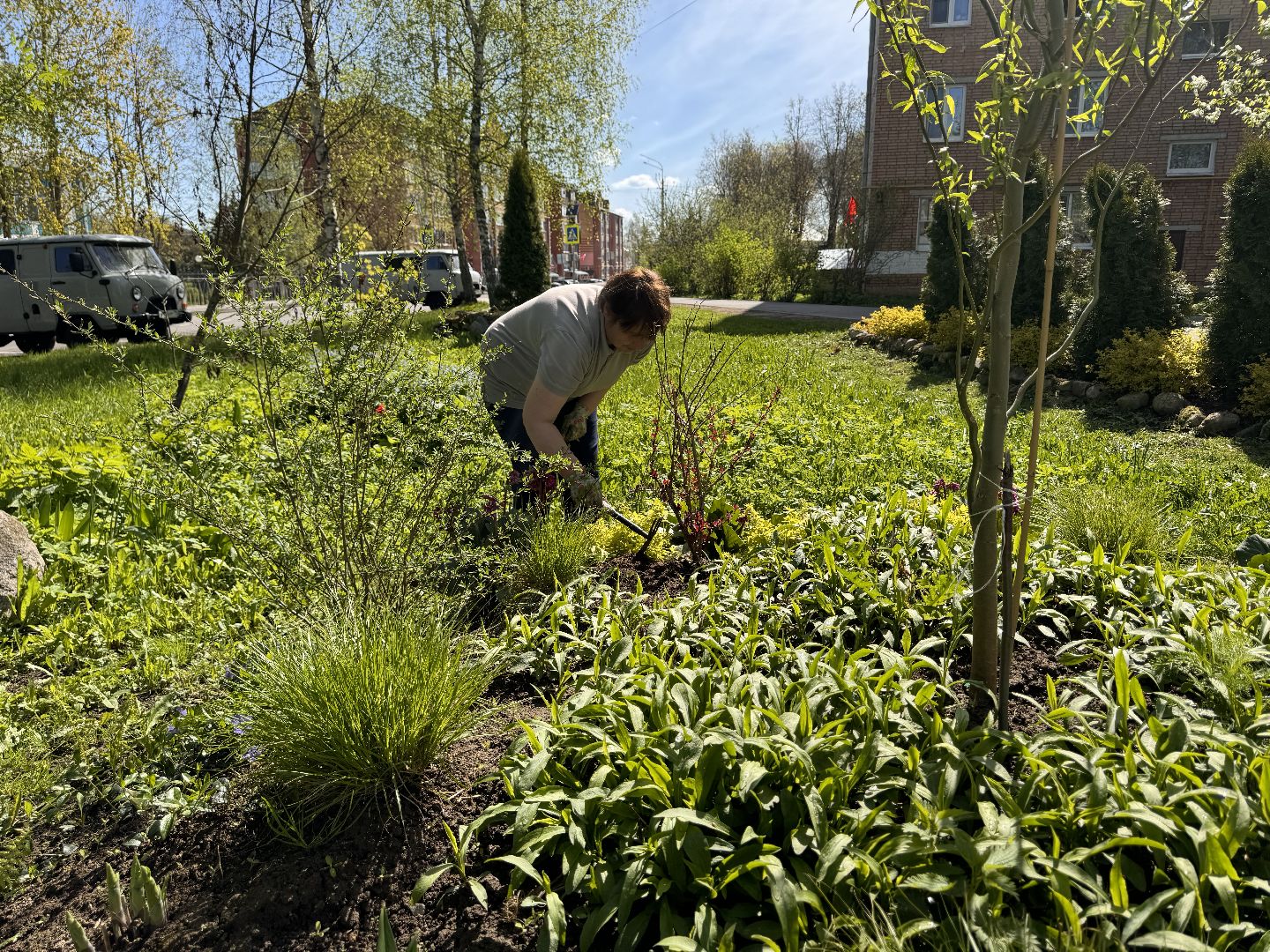 шаховская, клумбы, коммунальная служба, цветы, первоцветы,