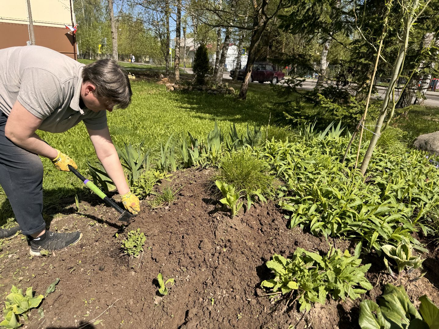 шаховская, клумбы, коммунальная служба, цветы, первоцветы,