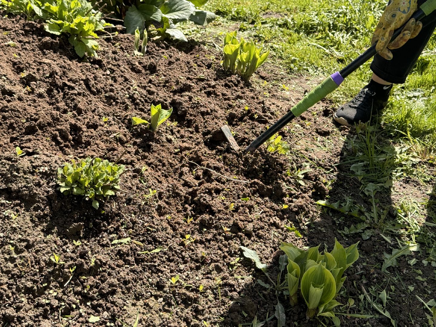 шаховская, клумбы, коммунальная служба, цветы, первоцветы,