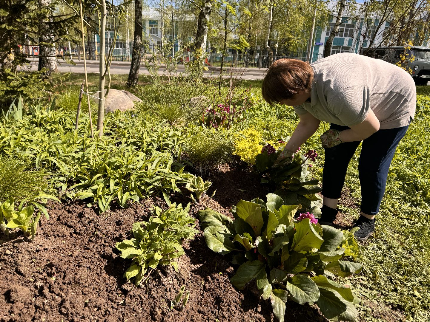 шаховская, клумбы, коммунальная служба, цветы, первоцветы,