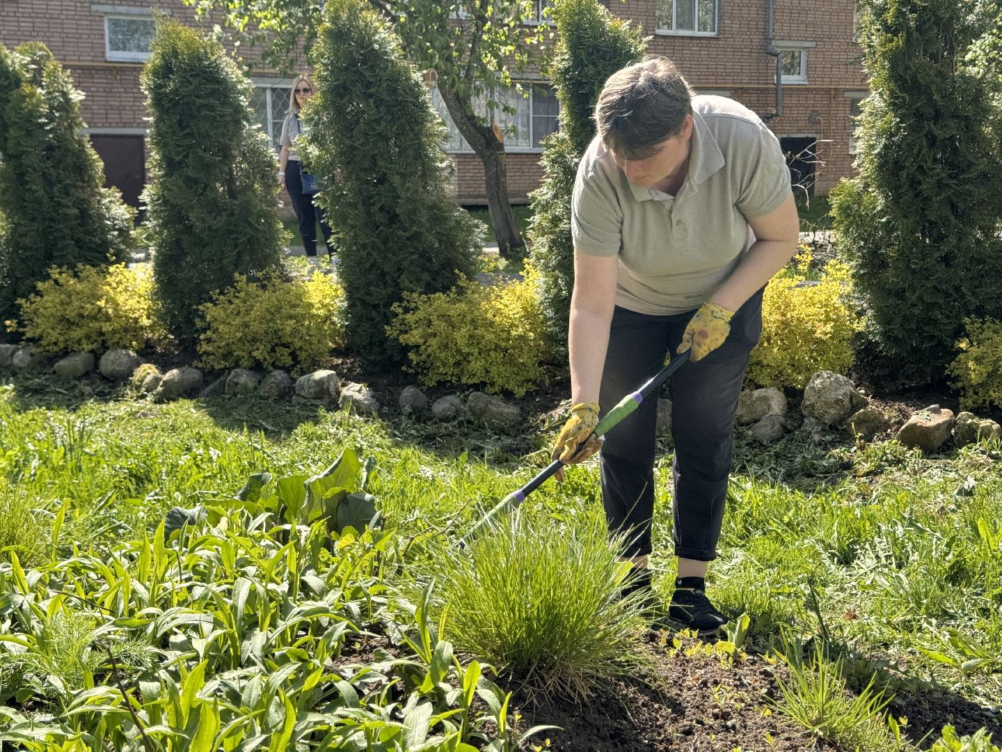 шаховская, клумбы, коммунальная служба, цветы, первоцветы,