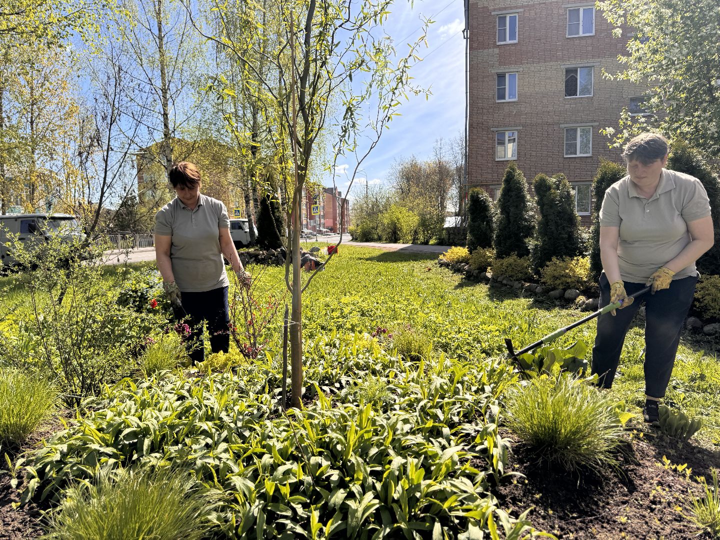 шаховская, клумбы, коммунальная служба, цветы, первоцветы,