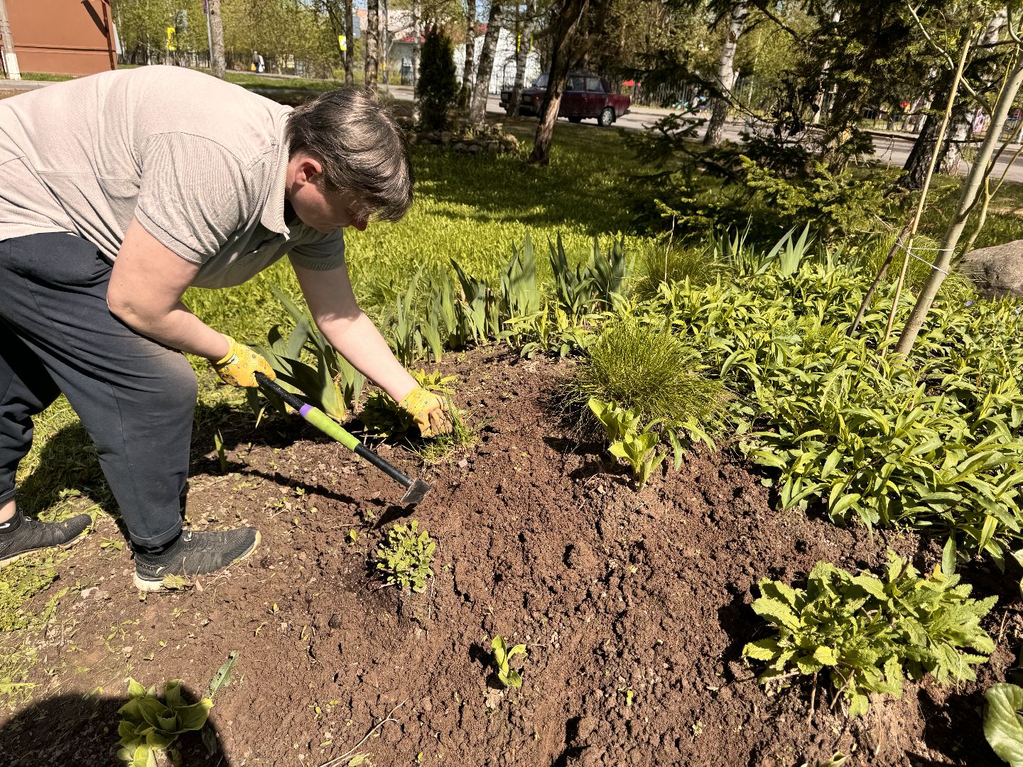 шаховская, клумбы, коммунальная служба, цветы, первоцветы,