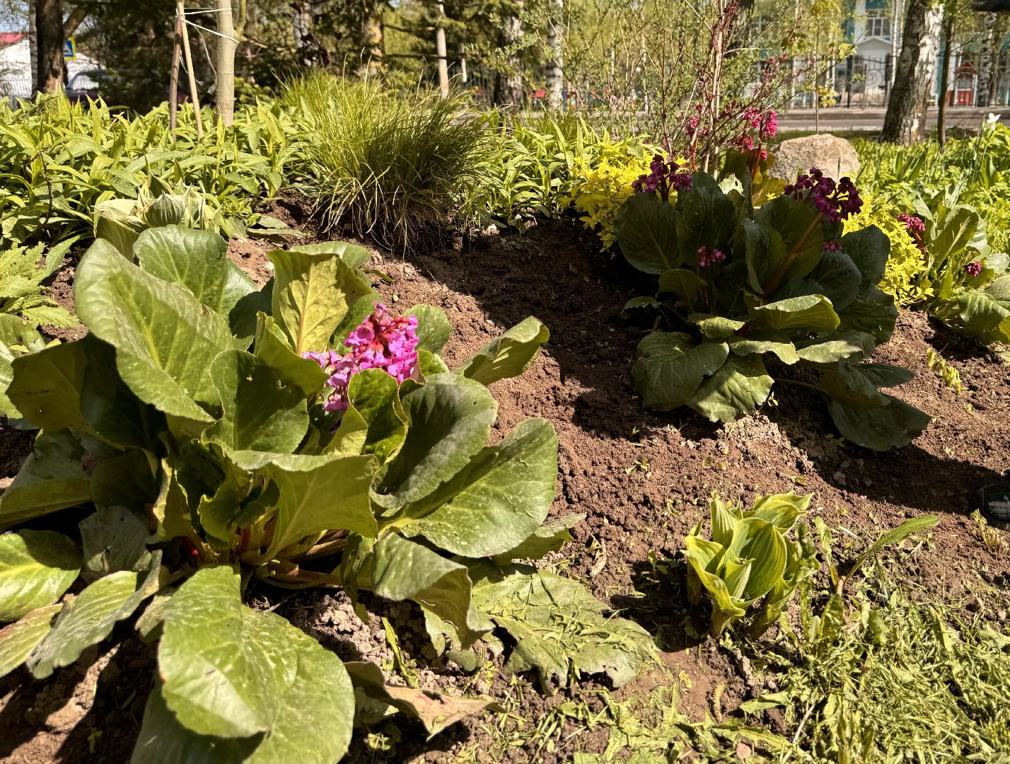 шаховская, клумбы, коммунальная служба, цветы, первоцветы,