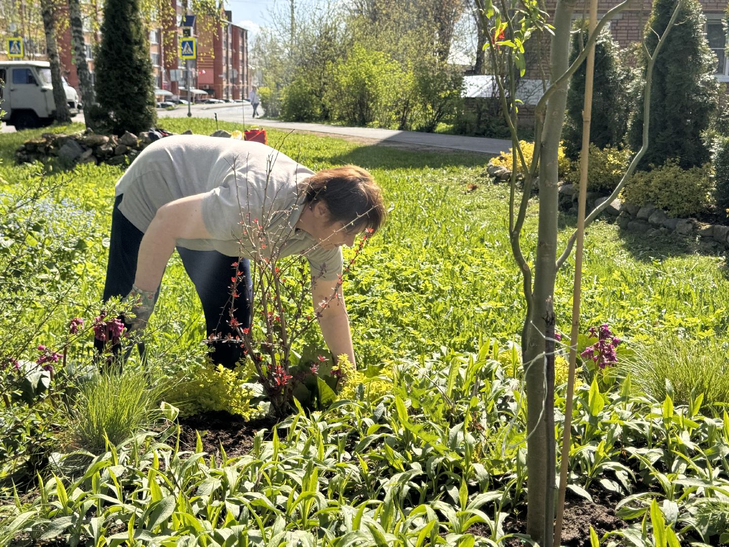шаховская, клумбы, коммунальная служба, цветы, первоцветы,