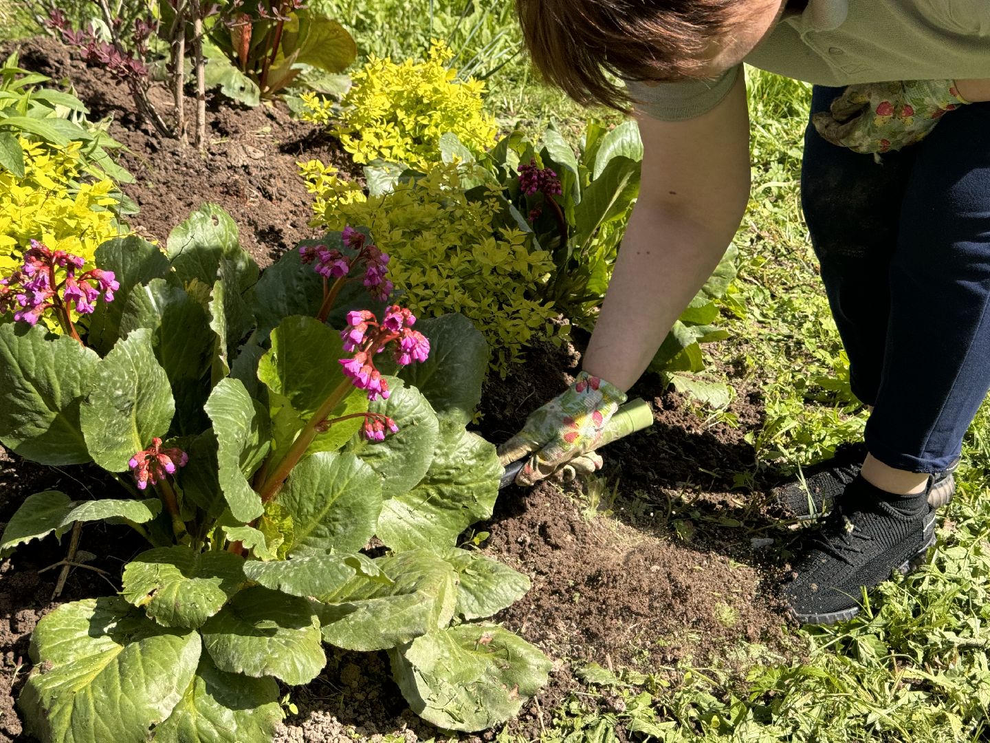шаховская, клумбы, коммунальная служба, цветы, первоцветы,