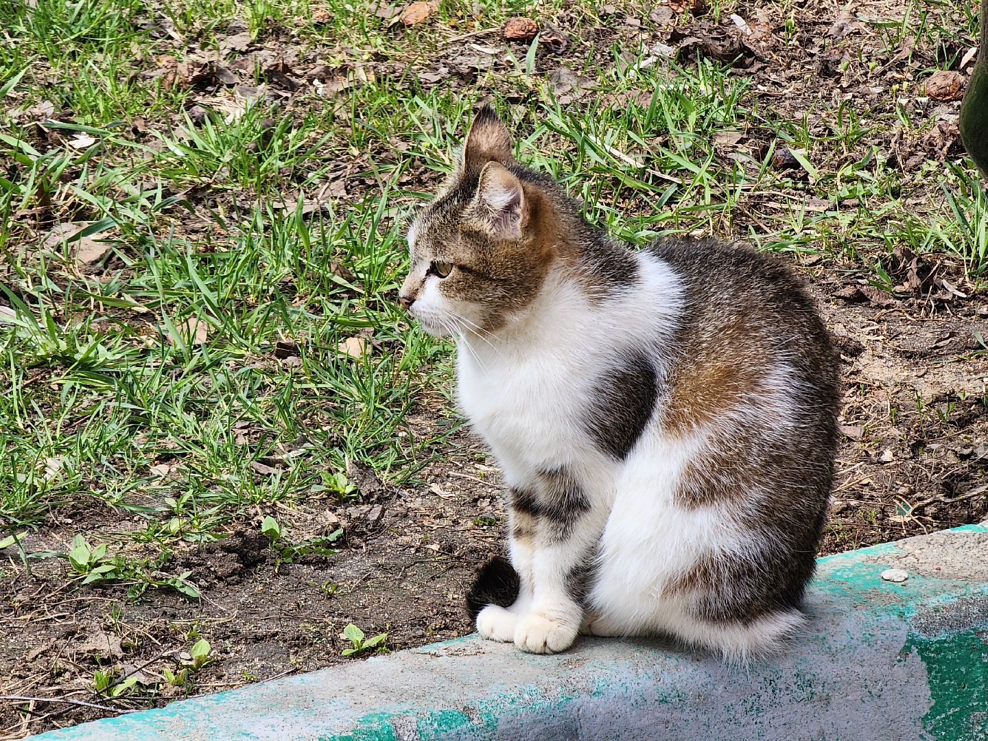 коты, кошкин дом, двор, Благоустройство, руза, рузский городской округ, московская область,