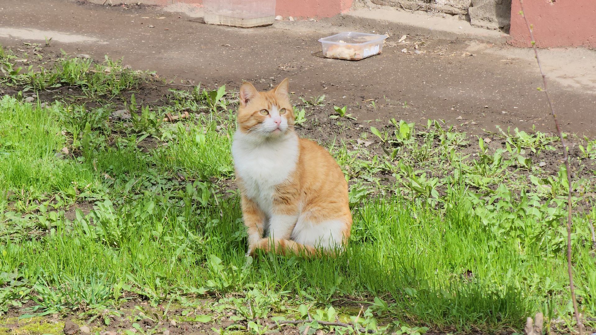 коты, кошкин дом, двор, Благоустройство, руза, рузский городской округ, московская область,