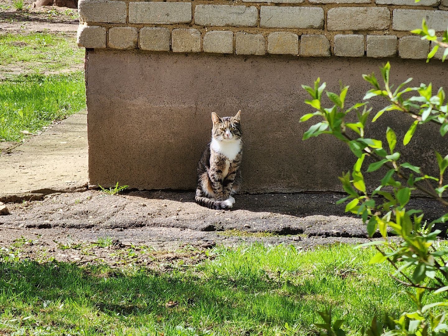коты, кошкин дом, двор, Благоустройство, руза, рузский городской округ, московская область,